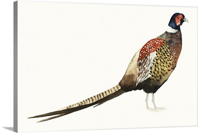 Watercolor Pheasant I