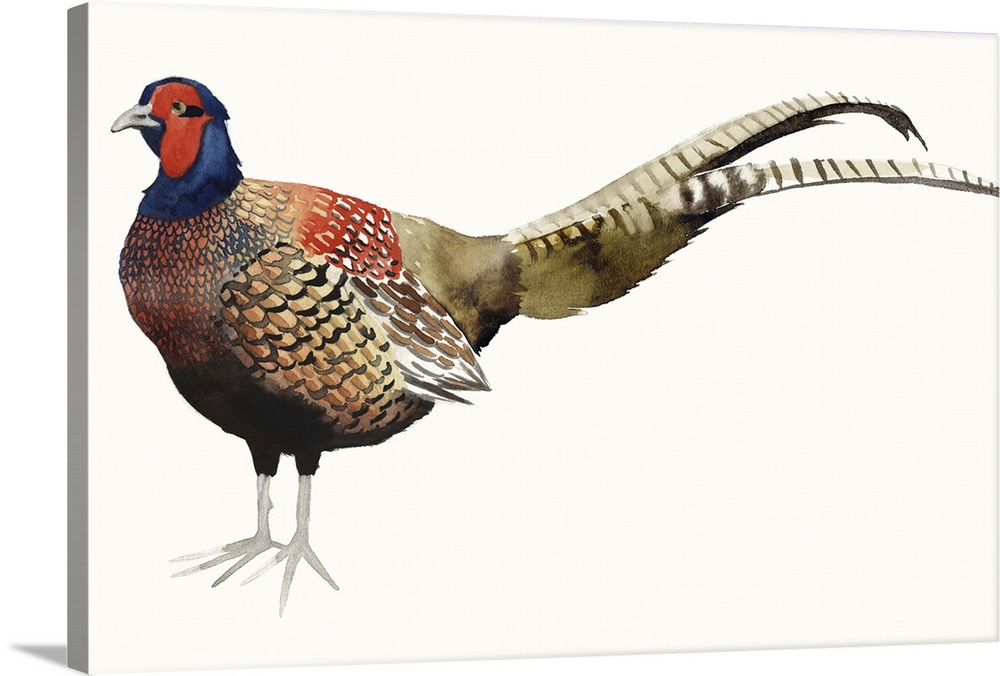 Watercolor painting of a male pheasant against a white background.