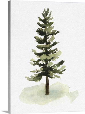 Watercolor Pine II