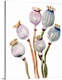 image thumbnail of Watercolor Poppy Pods I