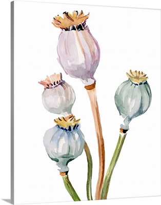 Watercolor Poppy Pods II