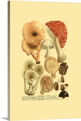 Weinmann Mushrooms I