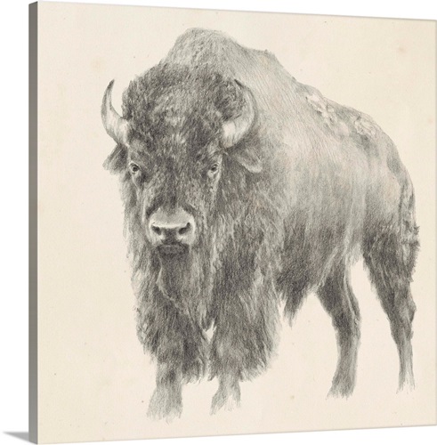 Western Bison Study | Great Big Canvas