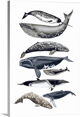 Whale Display II