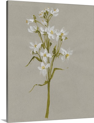 White Field Flowers I