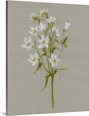White Field Flowers II