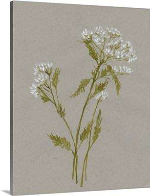 White Field Flowers III