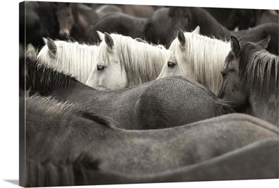 White Horses