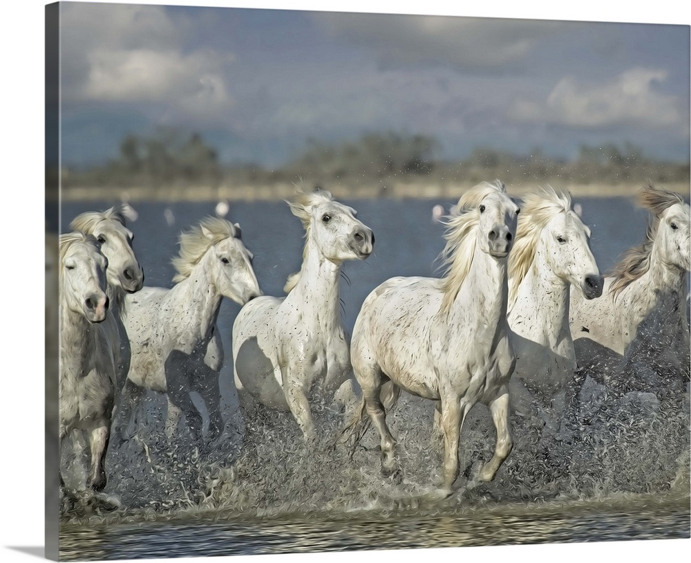 Photograph of a group of white horses running through shallow waters.