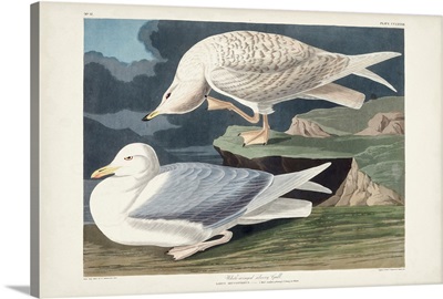 White-Winged Silvery Gull