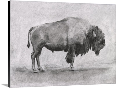 Wild Bison Study I