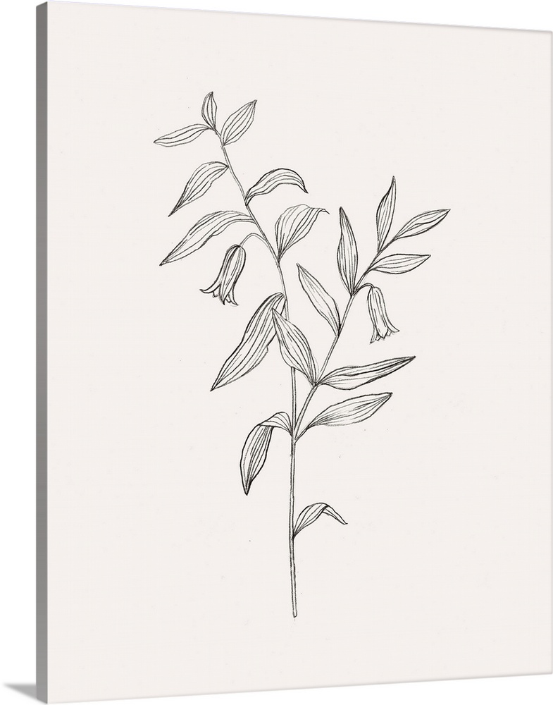 Wild Foliage Sketch IV