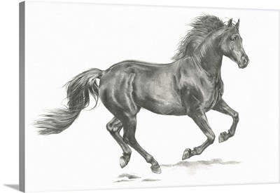 Wild Horse Portrait II
