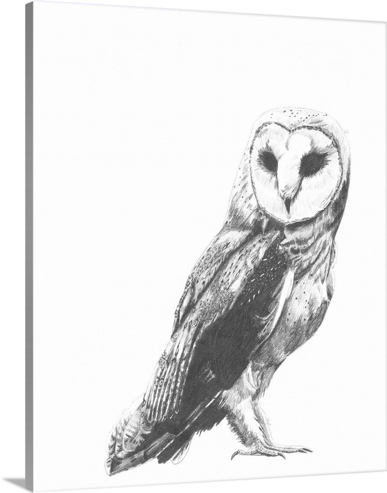 Contemporary illustration of a barn owl against a white background.