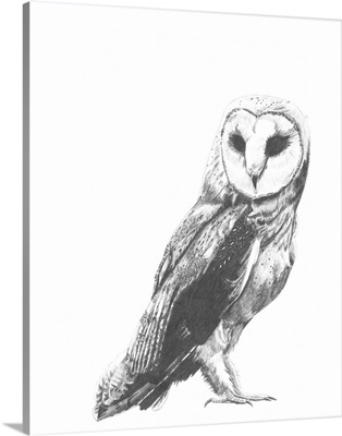 Wildlife Snapshot: Owl