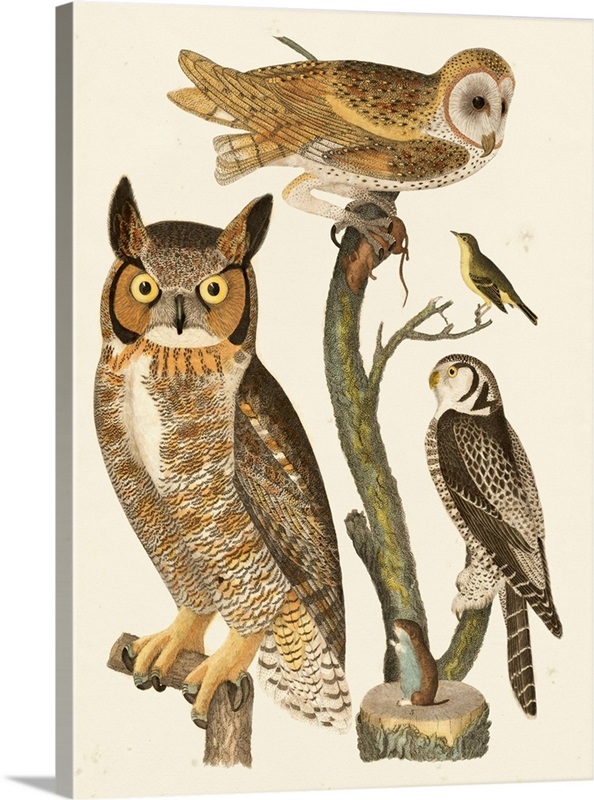 Wilson Owls I Wall Art, Canvas Prints, Framed Prints, Wall Peels ...