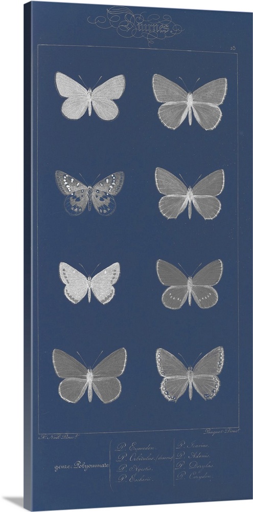 Decorative artwork featuring black and white illustrated butterflies on a dark blur background.