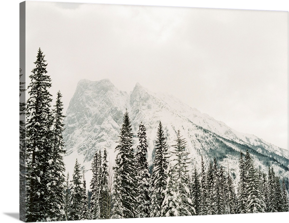 Photograph of snow frosted trees in front of a large mountain, Lake Louise, Canada