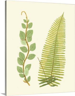 Woodland Ferns VI