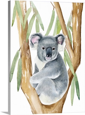 Woodland Koala I