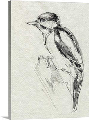 Woodpecker Sketch I
