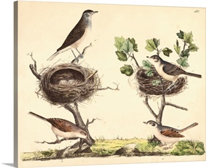 wrens latin singles If you come across a noisy, hyperactive little bird with bold white eyebrows, flicking its long tail as it hops from branch to branch, you may have spotted a bewick’s wren. wrens latin singles If you come across a noisy, hyperactive little bird with bold white eyebrows, flicking its long tail as it hops from branch to branch, you may have spotted a bewick’s wren.