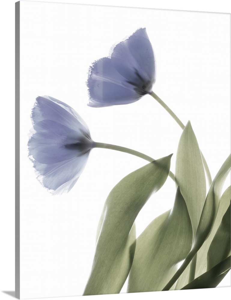 X-ray photograph of a purple tulip on a white background.