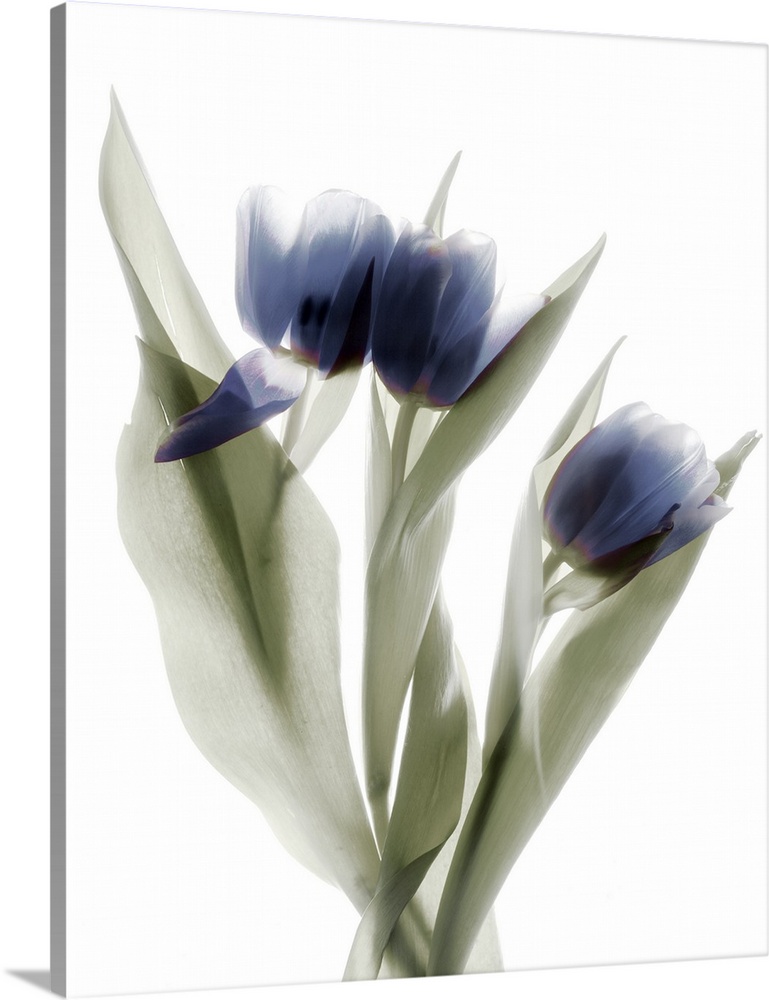 X-ray photograph of a pink and purple tulip on a white background.