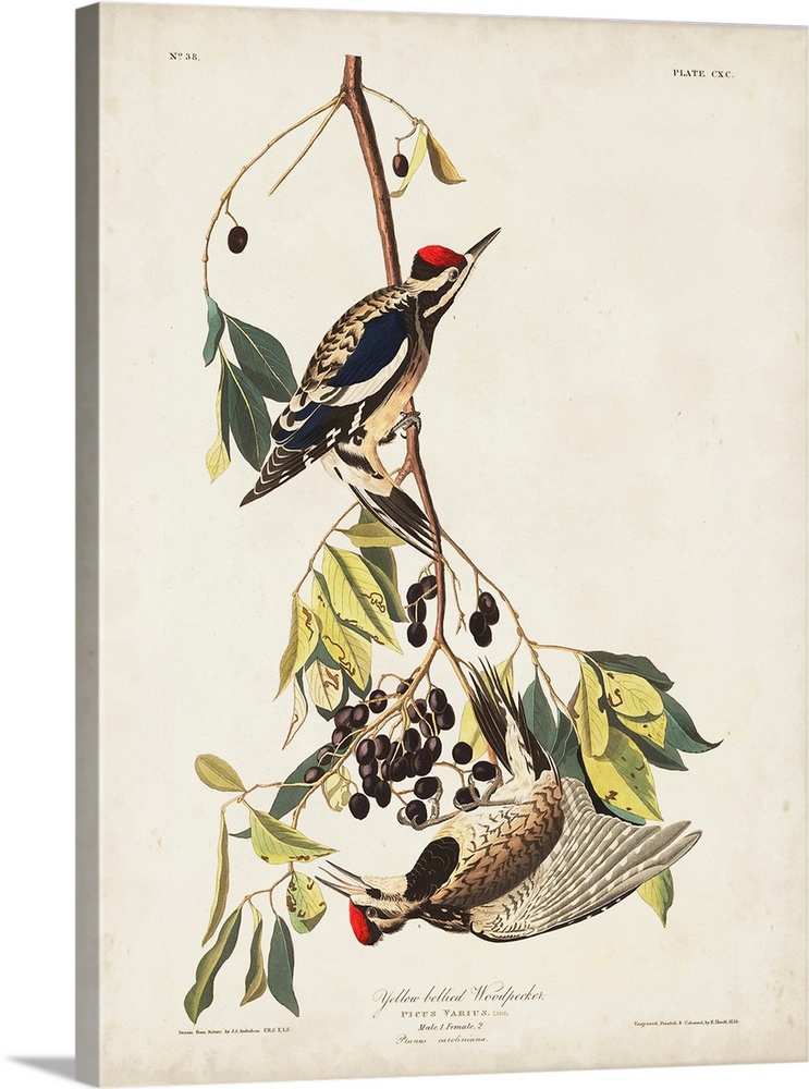 Yellow-Bellied Woodpecker