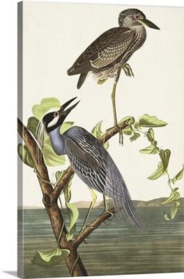 Yellow-Crowned Heron