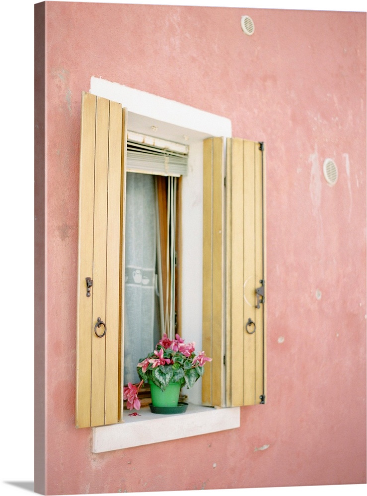 Photograph of a small flowering plant on a windowsill, flanked by yellow shutters, Burano, Italy.