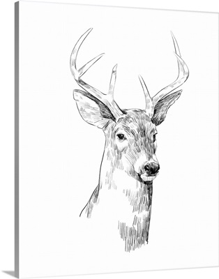Young Buck Sketch I