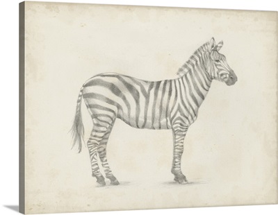 Zebra Sketch