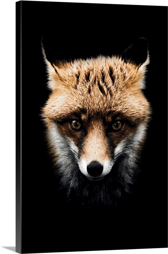 Dark Fox Colorized