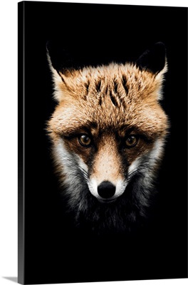 Dark Fox Colorized