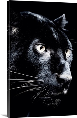 Dark Jaguar