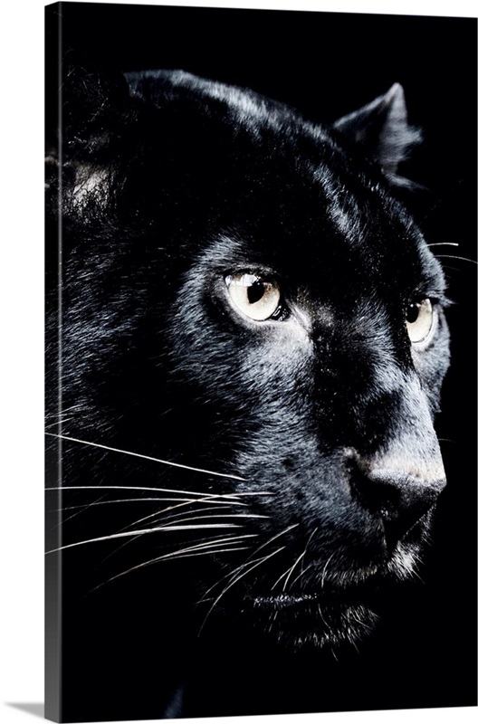 Dark Jaguar Wall Art, Canvas Prints, Framed Prints, Wall Peels Great Big Canvas
