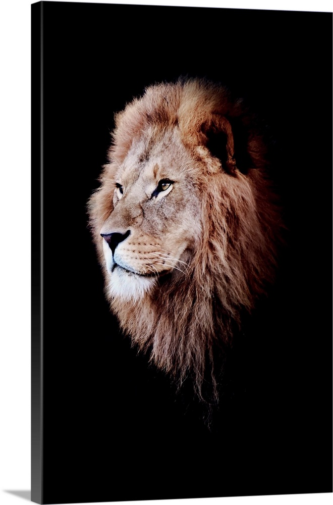 Dark Lion 3 Colorized