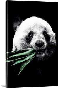 Dark Panda 2 image thumbnail