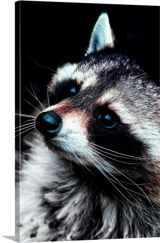 Raccoon Wall Art, Canvas Prints, Framed Prints, Wall Peels | Great Big