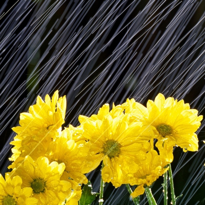 Rain Wall Art & Canvas Prints | Rain Panoramic Photos, Posters ...