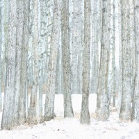 Bison Standing In Snow Among Poplar Trees In Elk Island N... image thumbnail