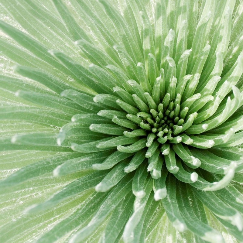 Mint Green Wall Art & Canvas Prints Great Big Canvas