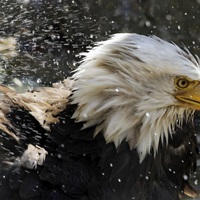Bald Eagle, Denver, Colorado image thumbnail