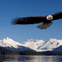 Eagle Canvas Art Prints | Eagle Panoramic Photos, Posters, & More ...