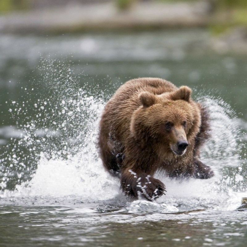 Female Sea otter holds newborn pup while floating in Prince William