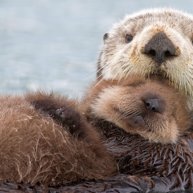 Female Sea otter holds newborn pup while floating in Prince William ...