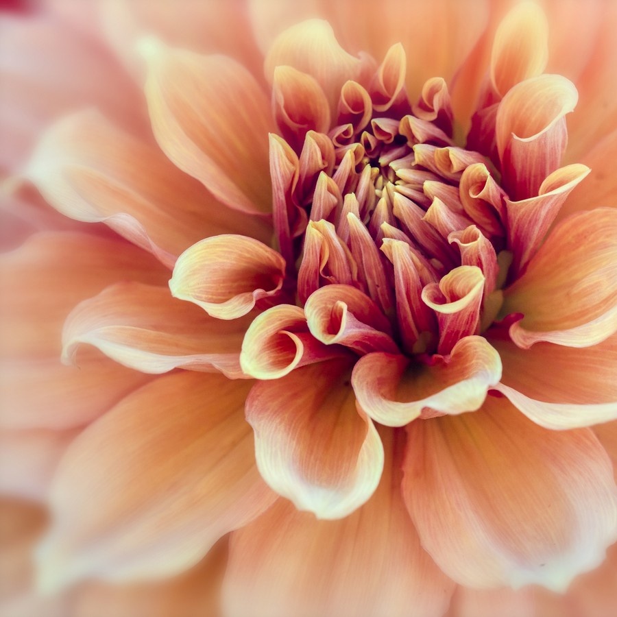 Intimate Dahlia Close Up | Botanical Wall Art | Flower Wall Art | | Nature Close Up Photography shops