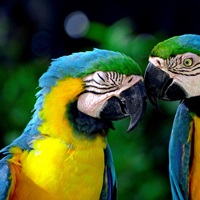 Netherlands Antilles, Aruba, Sonesta island, a couple of ... image thumbnail