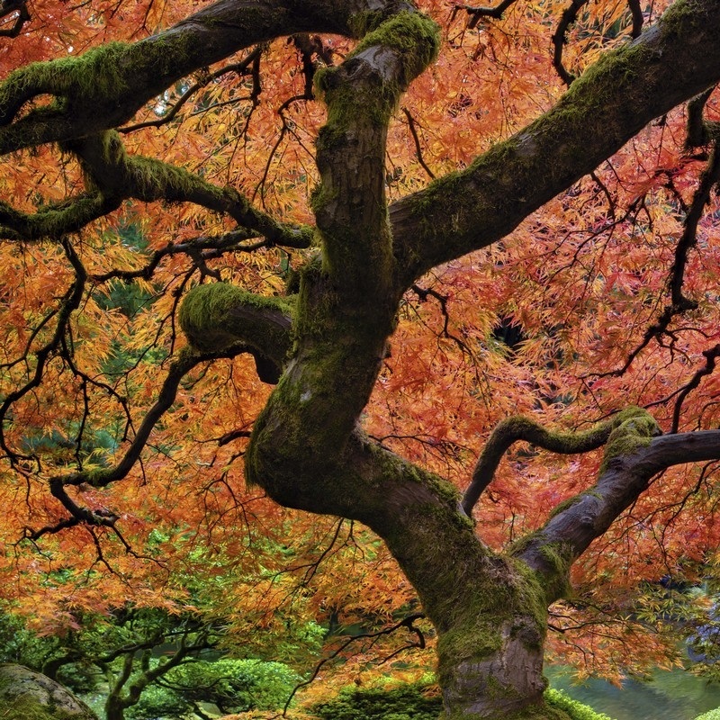Japanese Maple Wall Art & Canvas Prints Japanese Maple Panoramic